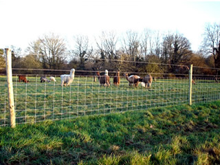 Alpaca Fencing